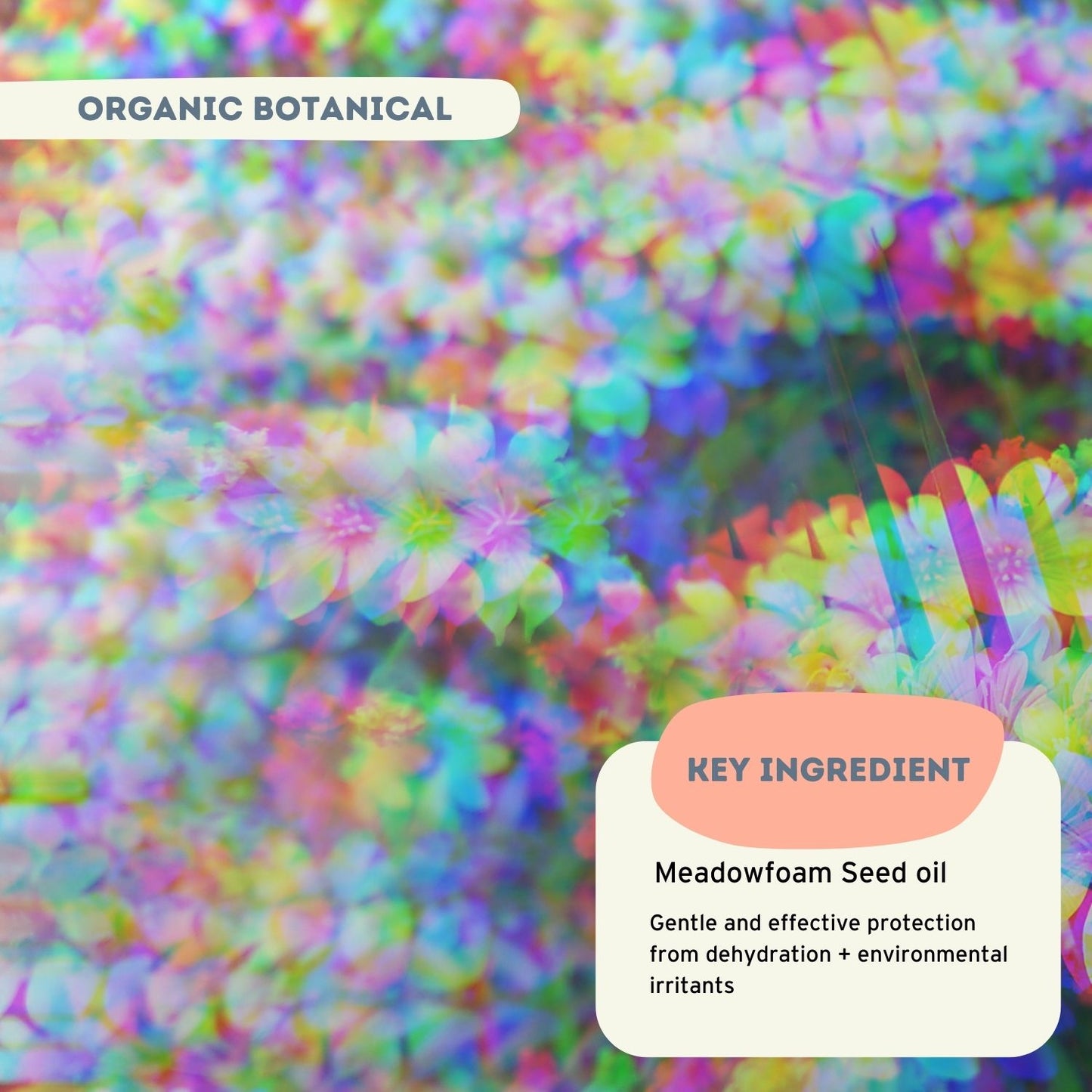 ingredient: meadowfoam seed oil