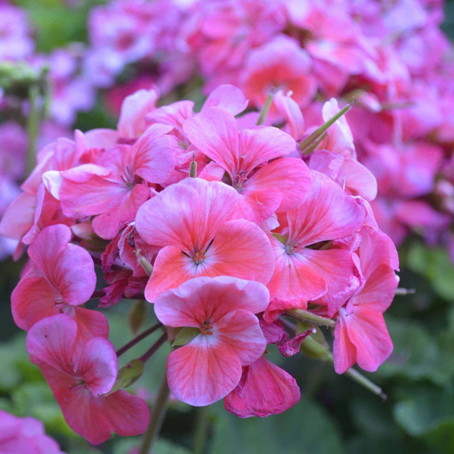 Geranium flower in vibrant blooming field