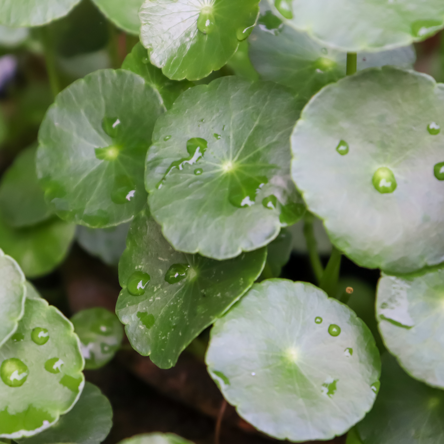 Glow Facial Oil with Squalane