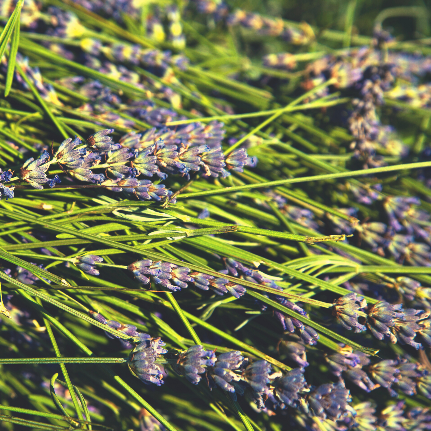 Repair Antioxidant Oil With Bakuchiol