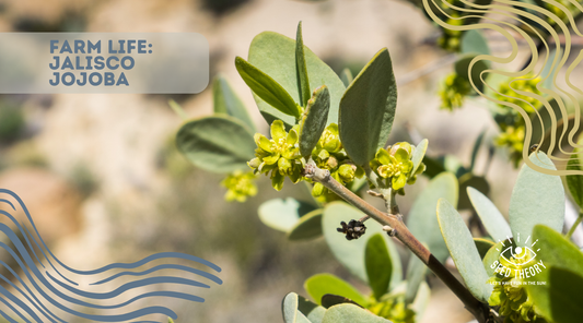 Farm Spotlight - Jalisco Jojoba